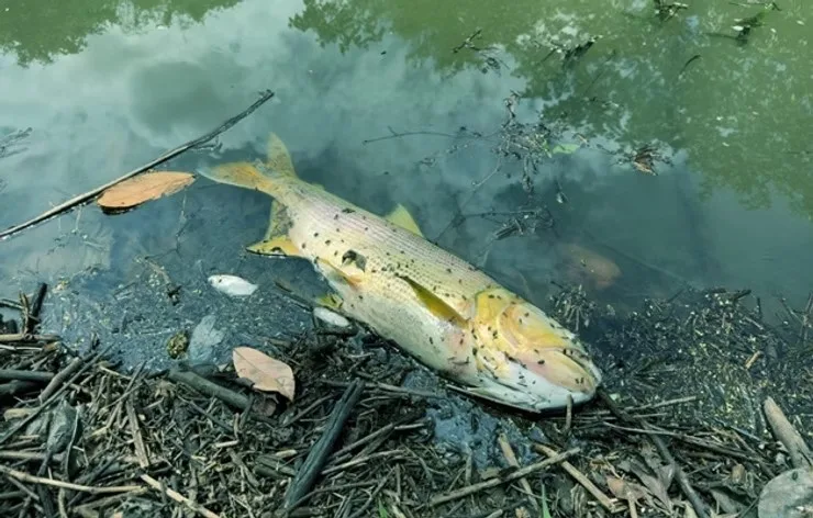 Morte de peixes foi constatada em córrego na Região Metropolitana de Goiânia/GO